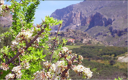 Almond blossom by the road to Preveli